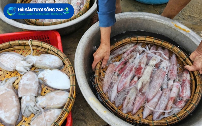 Cách chọn mực trứng tươi ngon khi mua