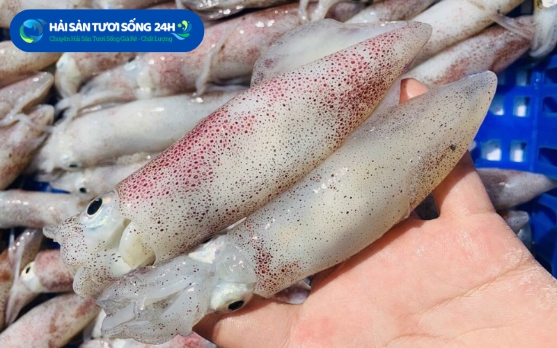 Mực Trứng là gì?