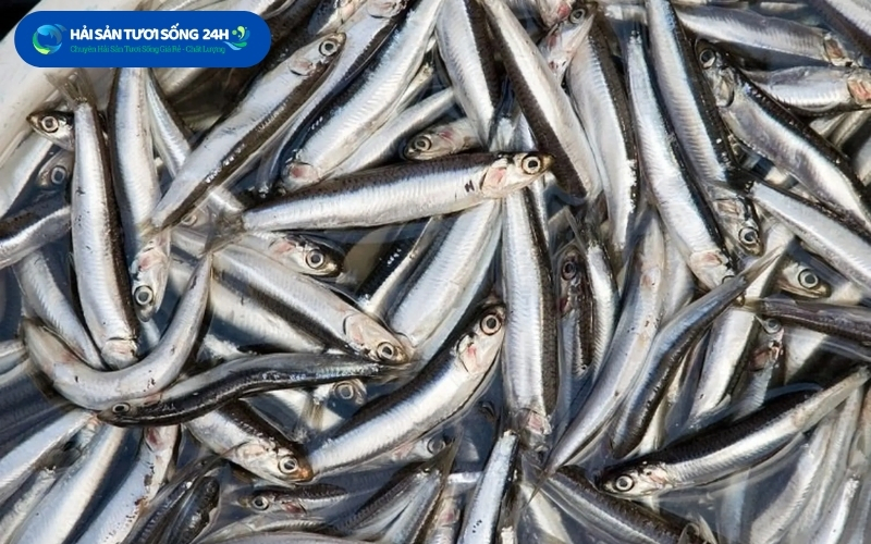 Cá cơm tươi có ngon không