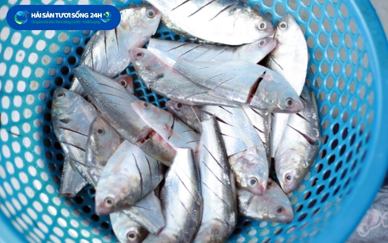 Địa điểm mua cá Mòi biển giá tốt chất lượng tại Hà Nội 3 ca moi bien la gi