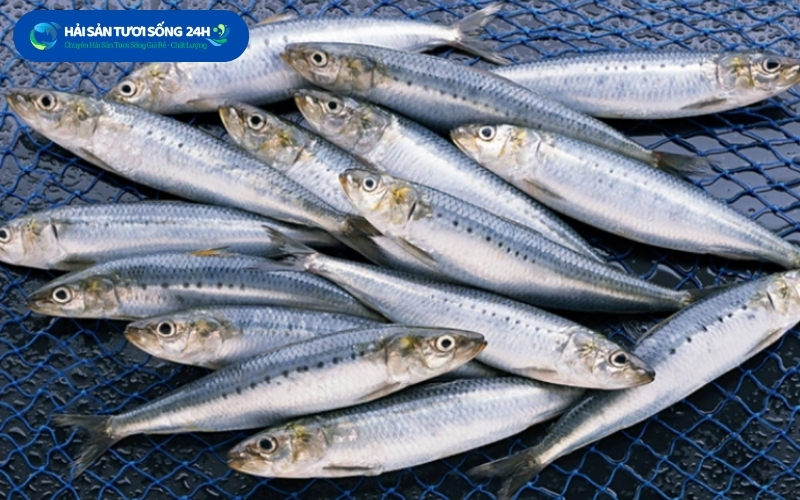 Địa điểm mua cá Mòi biển giá tốt chất lượng tại Hà Nội 2 ca moi bien