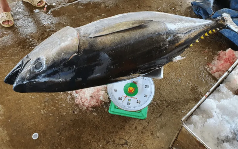 5 cách chế biến cá Ngừ ngon dễ làm tại nhà 9 Cá ngừ bao nhiêu tiền 1kg?