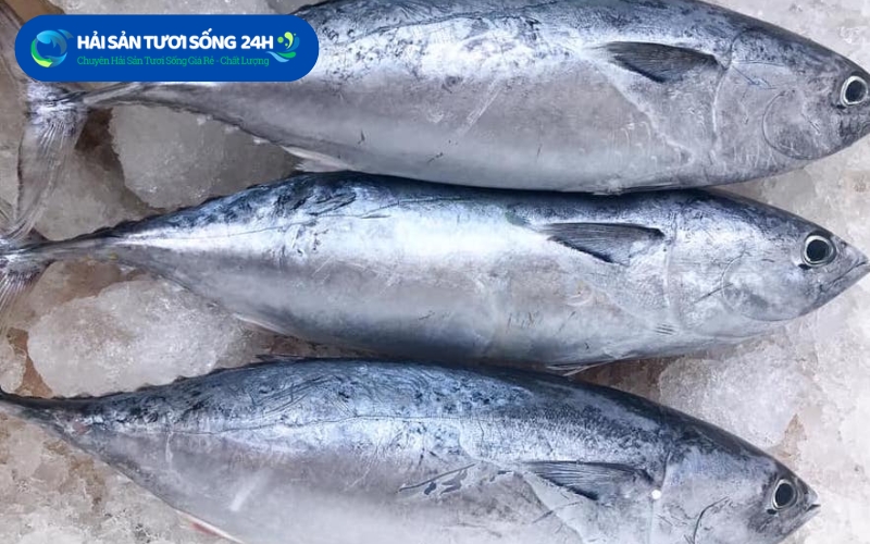 Cá Ngừ là cá gì?