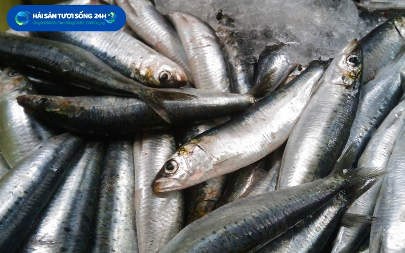 Địa điểm mua cá Mòi biển giá tốt chất lượng tại Hà Nội 5 cach chon ca moi tuoi ngon