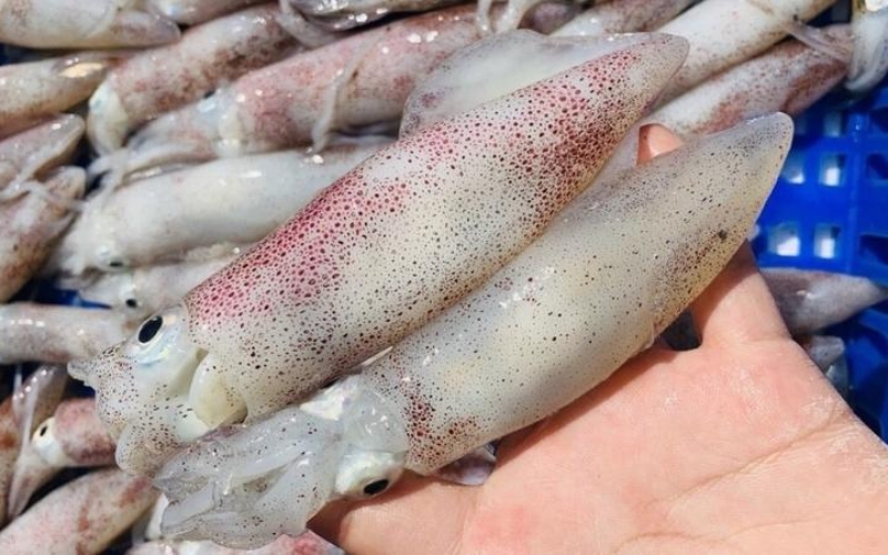 Cách chọn mực ống tươi chất lượng