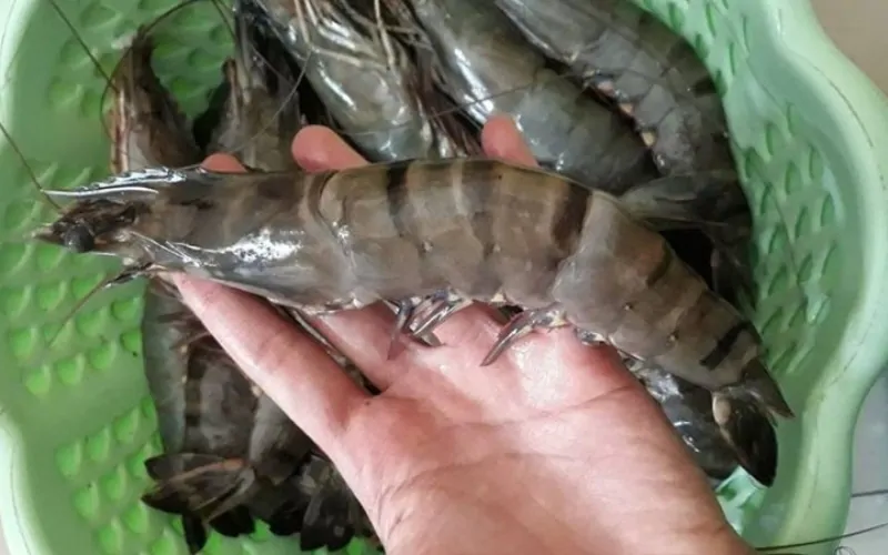 Cách chọn tôm he tươi ngon