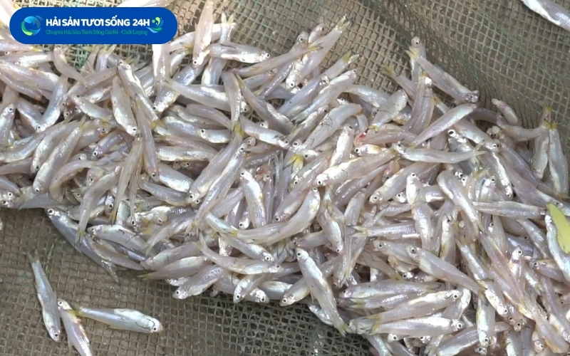 Địa chỉ mua cá cơm tươi uy tín