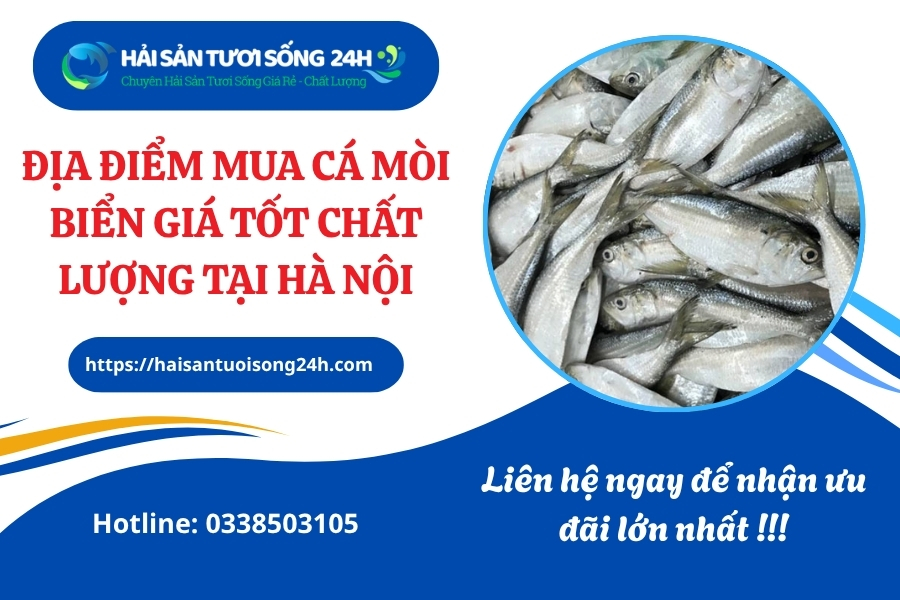 Địa điểm mua cá Mòi biển giá tốt chất lượng tại Hà Nội