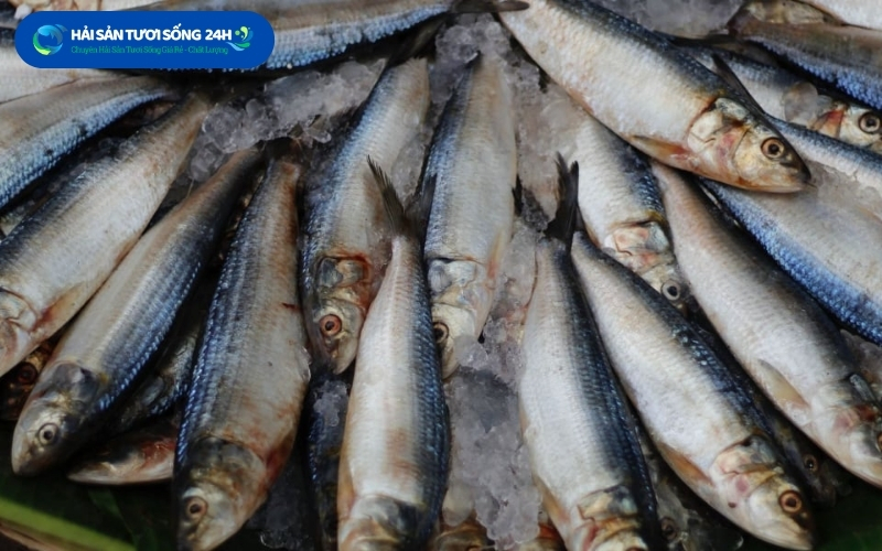 Địa điểm mua cá Mòi biển giá tốt chất lượng tại Hà Nội 7 dia diem mua ca moi bien gia tot chat luong tai ha noi