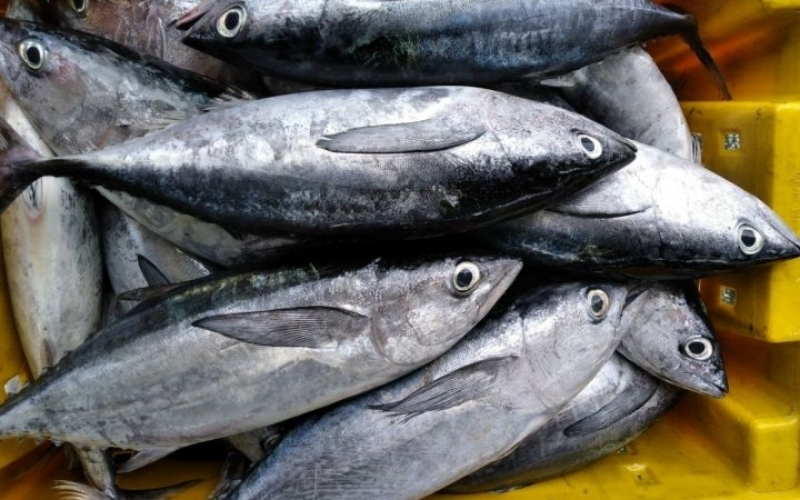 dia diem mua ca u tuoi ngon gia tot