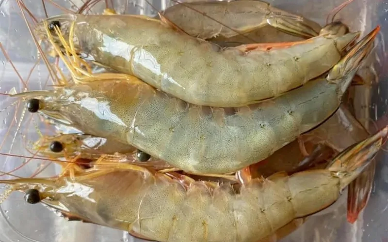 Địa điểm mua tôm he giá tốt tại Hà Nội