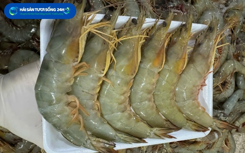 Địa điểm mua tôm he giá tốt tại tp Hồ Chí Minh 4 dia diem mua tom he gia tot tai tp ho chi minh