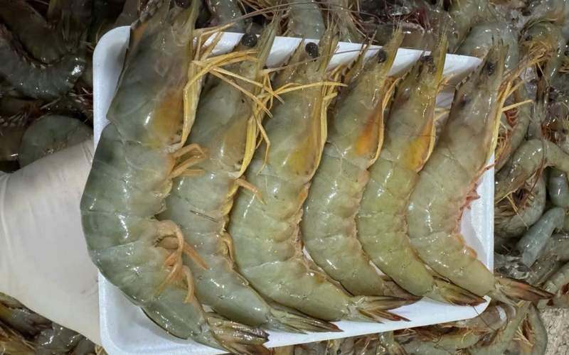 Giới thiệu về tôm he