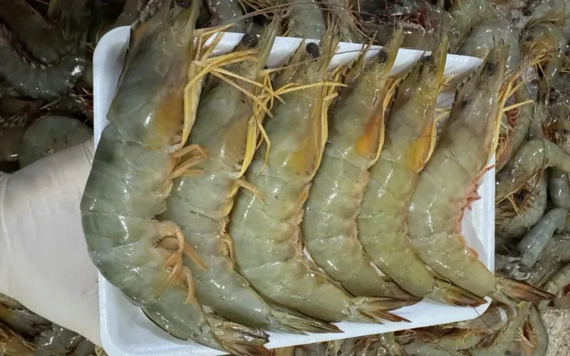 Giới thiệu về tôm he