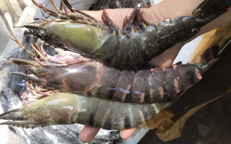 Kinh nghiệm mua tôm he giá rẻ tại Hà Nội