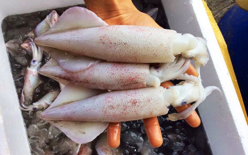 Mua mực ống tươi ở đâu