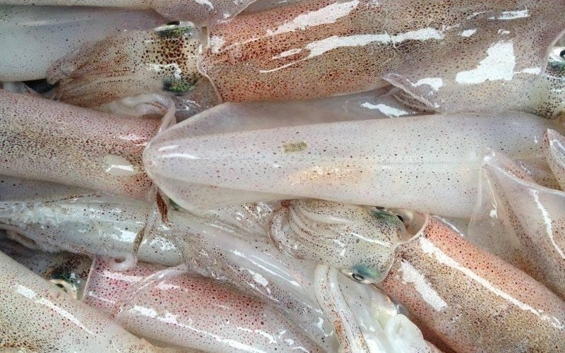 Cách chọn mực ống tươi ngon giá tốt - Bí quyết mua hải sản không lo bị hớ 2 Mực ống tươi