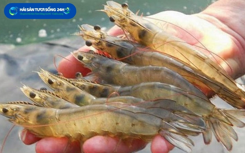 Địa điểm mua tôm he giá tốt tại tp Hồ Chí Minh 2 tom he la gi 1