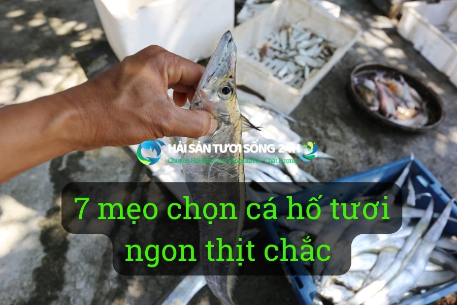 7 mẹo chọn cá hố tươi ngon thịt chắc – Người bán không muốn bạn biết