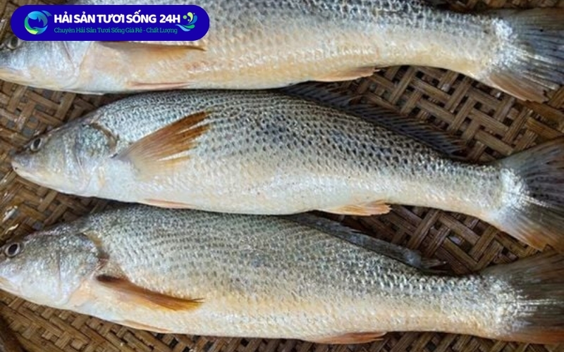 Cá Đù nanh tươi
