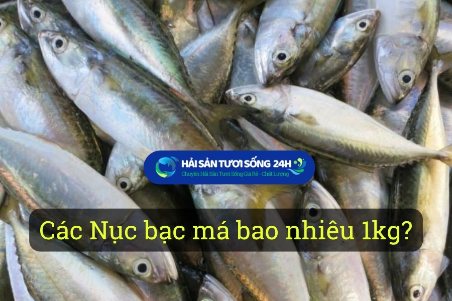 Cá Nục bạc má bao nhiêu 1kg? Cập nhật giá mới nhất 2026