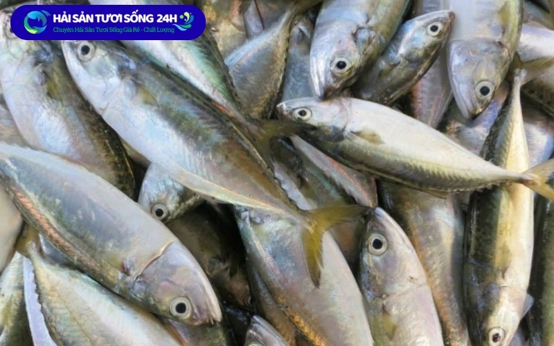 ca nuc bac ma bao nhieu 1kg