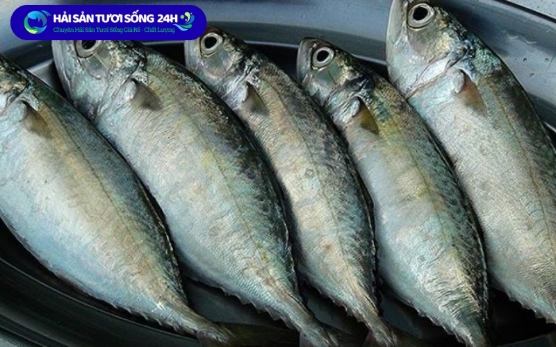 Cá nục bạc má là gì?