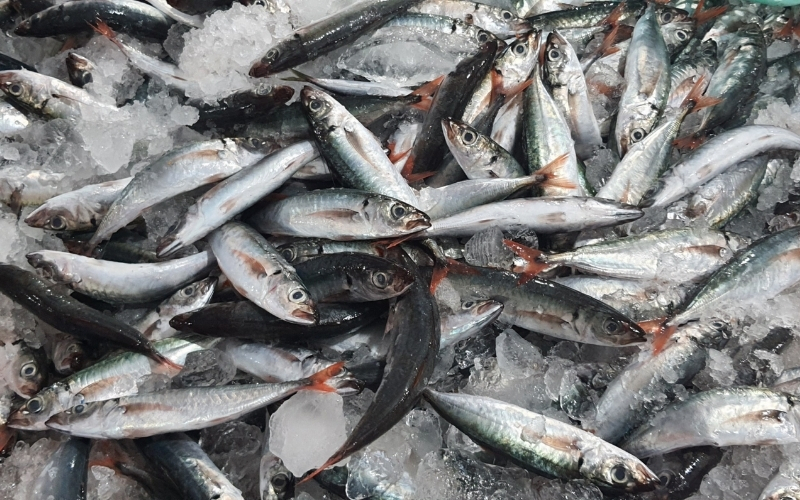 Cá nục suôn bao nhiêu 1kg? Cập nhật bảng giá mới nhất 2026 3 Cá nục suôn bao nhiêu 1kg?