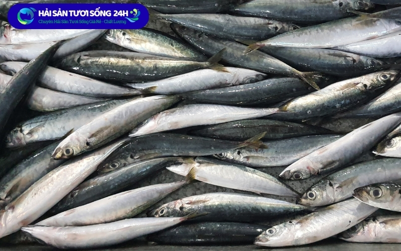 Cá nục suôn tươi