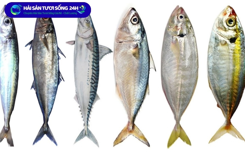 Các loại cá nục bạc má trên thị trường hiện nay