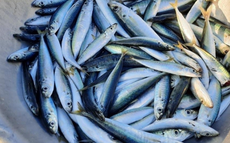 Cá nục suôn bao nhiêu 1kg? Cập nhật bảng giá mới nhất 2026 4 Các yếu tố ảnh hưởng đến giá cá nục suôn