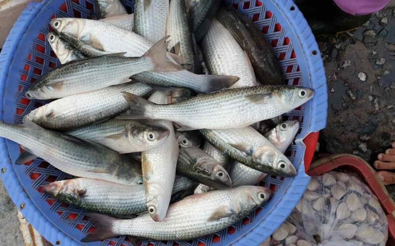 Cách chọn cá đối tươi ngon