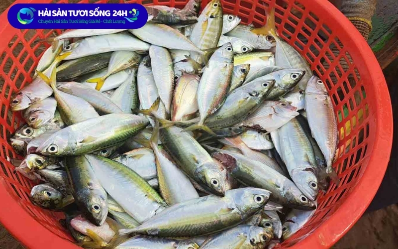 Cách chọn cá nục bạc má tươi ngon