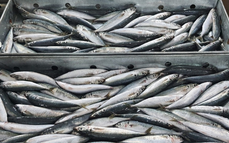 Cá nục suôn bao nhiêu 1kg? Cập nhật bảng giá mới nhất 2026 5 Cách chọn cá nục suôn tươi ngon