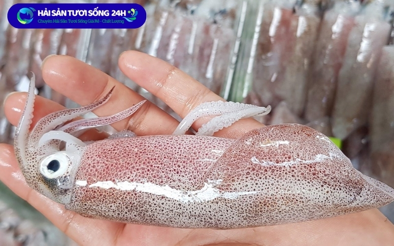 Cách chọn mực ống tươi ngon