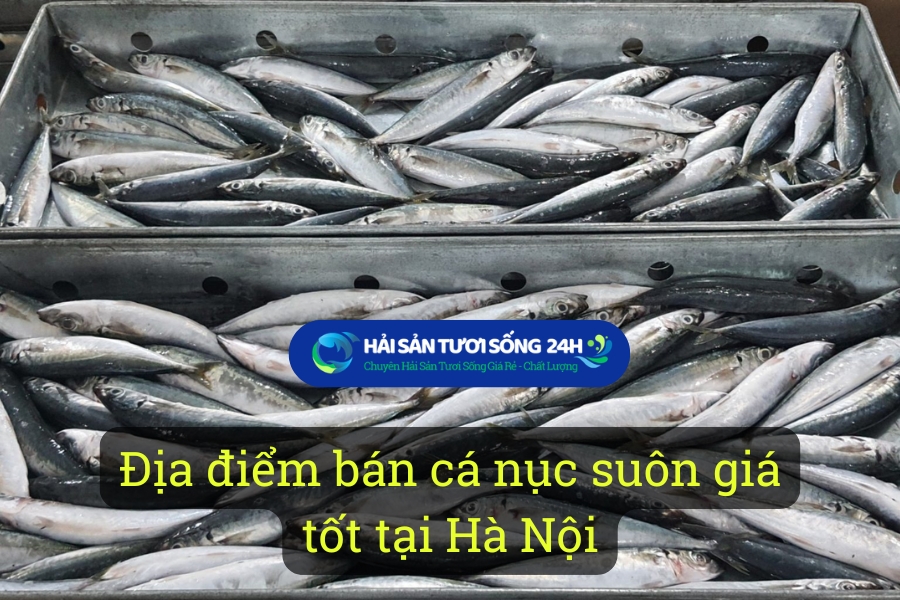 Địa điểm bán cá nục suôn giá tốt tại Hà Nội