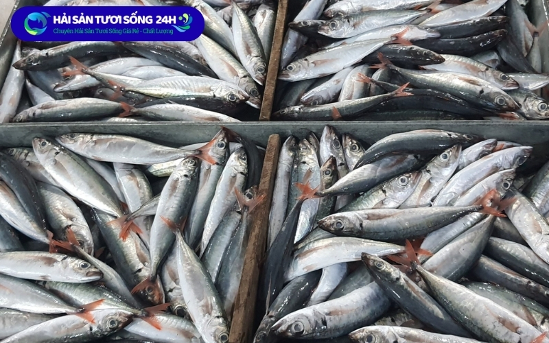 Địa điểm bán cá nục suôn giá tốt tại Hà Nội