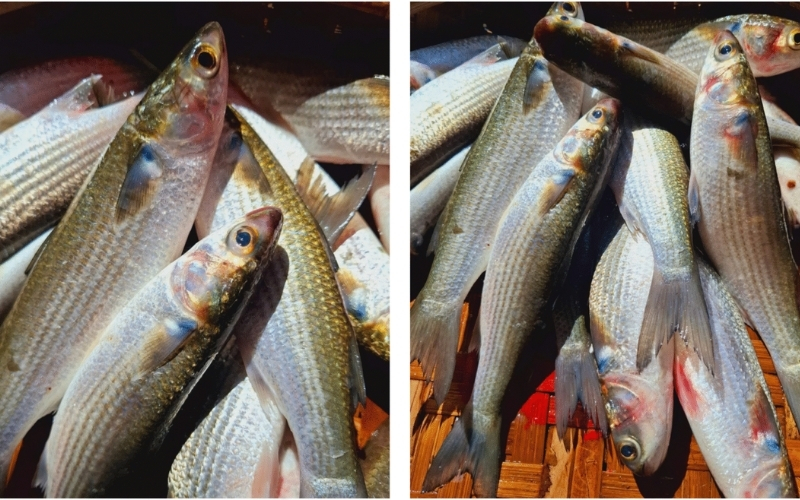 Địa điểm mua cá đối tươi ngon chất lượng