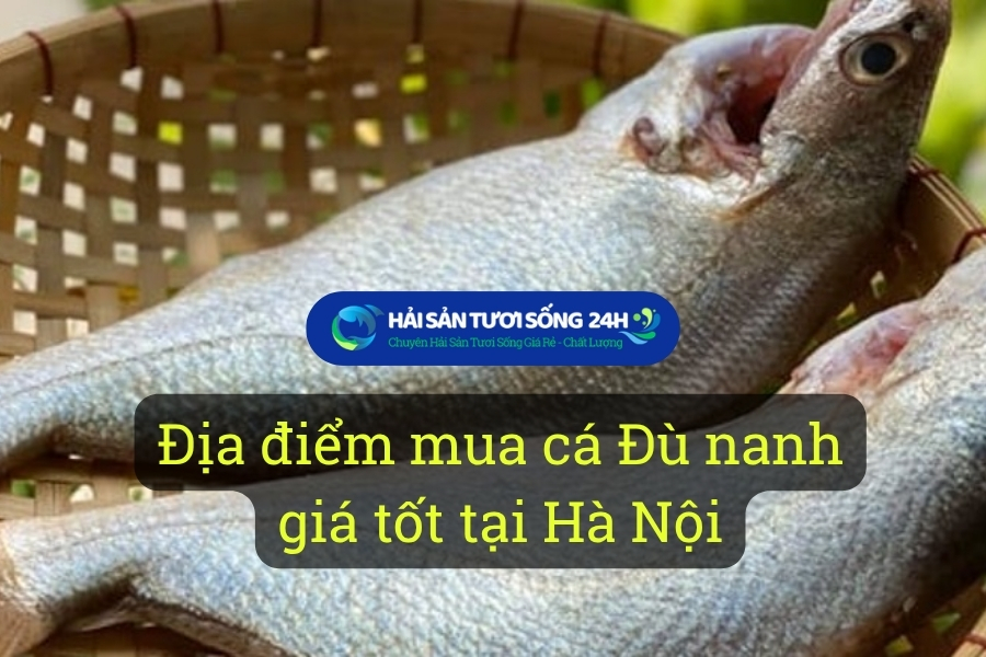 Địa điểm mua cá Đù nanh giá tốt tại Hà Nội