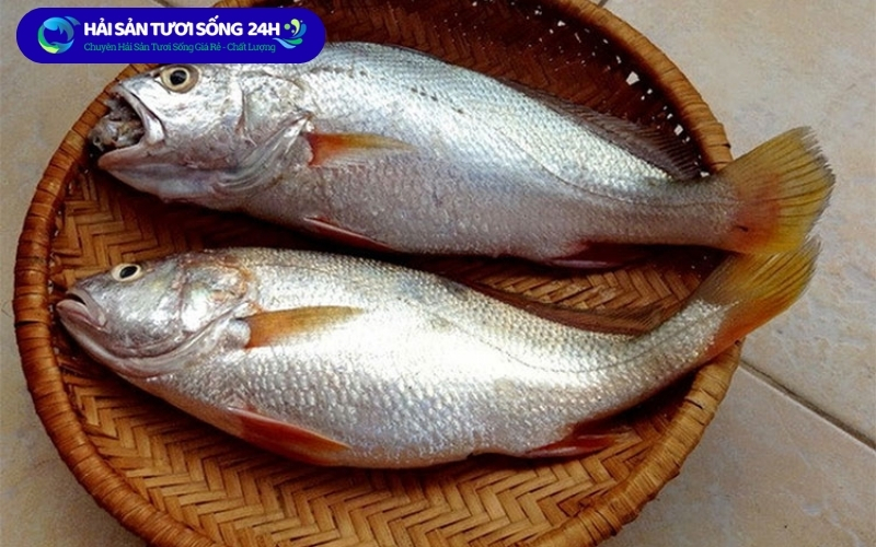 Địa điểm mua cá Đù nanh tại Hà Nội