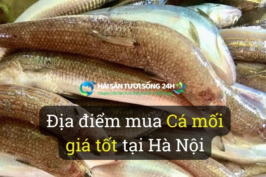 Địa điểm mua cá Mối giá tốt tại Hà Nội