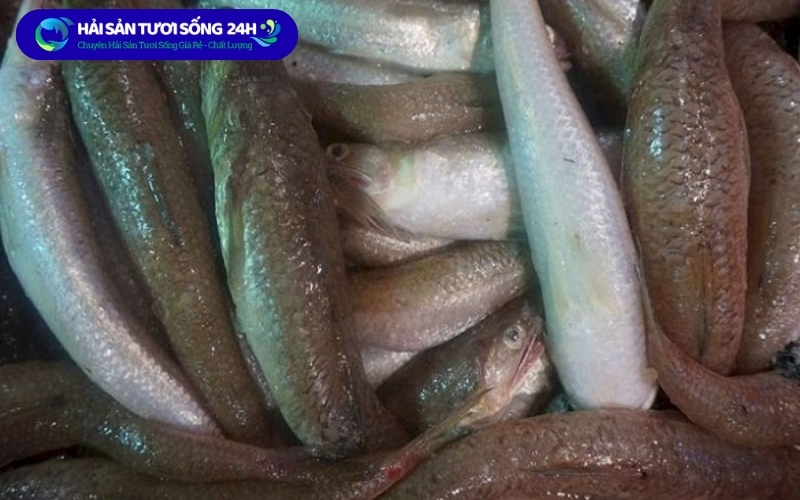 Địa điểm mua cá mối giá tốt tại Hà Nội