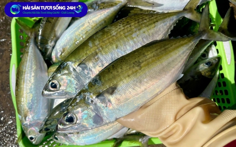 Địa điểm mua cá nục bạc má giá tốt
