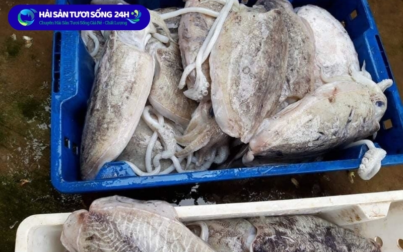 Địa điểm mua mực mai giá tốt tại Hà Nội