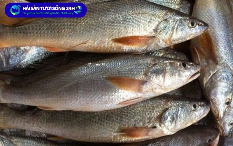 Giá cá Đù nanh tại Hà Nội hiện nay