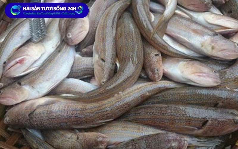 Giá cá mối tại Hà Nội hiện nay