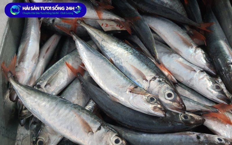 Giá cá nục suôn tại Hà Nội hiện nay 