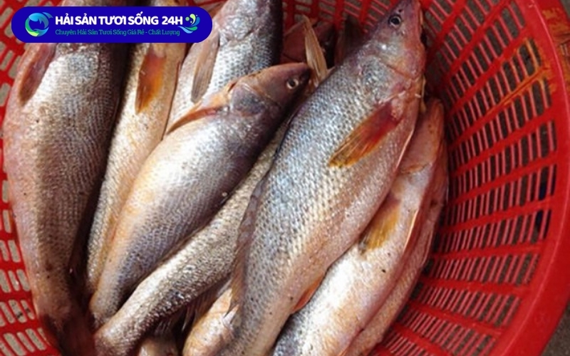 Kinh nghiệm chọn cá Đù nanh tươi
