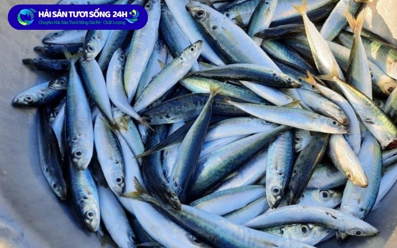 Kinh nghiệm chọn cá nục suôn tươi ngon