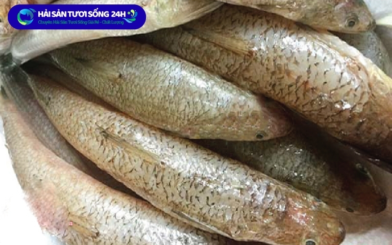 Mẹo chon cá Mối tươi ngon